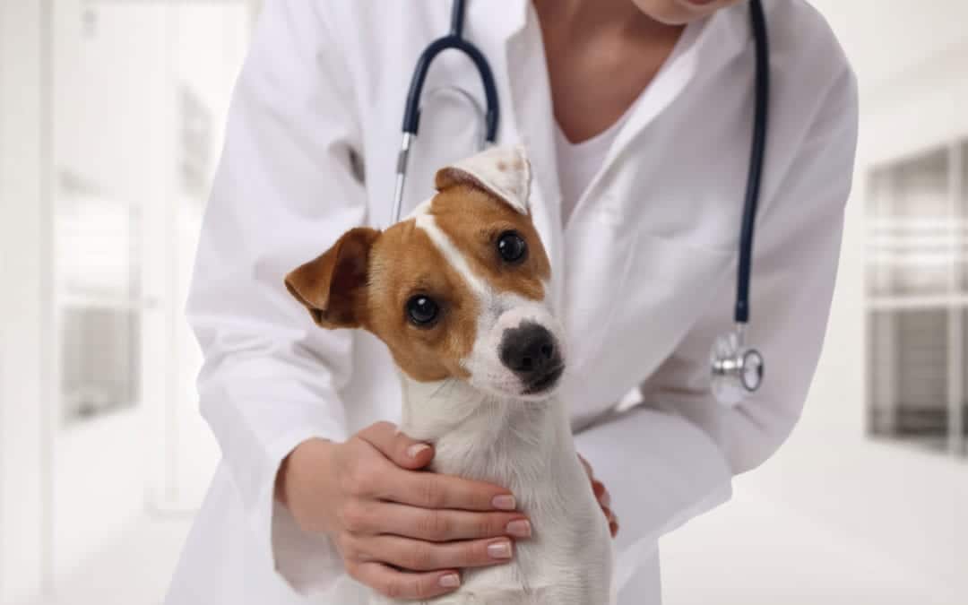 A veterinarian in a white coat and stethoscope gently holds a small brown and white dog. The curious pup tilts its head in the bright, blurred setting of the veterinary clinic.
