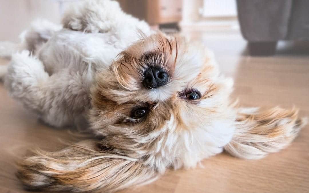 A fluffy dog with long, soft ears lies on its back on a wooden floor, looking upside down at the camera like it just visited the veterinarian. Its fur is a mix of white and light brown, and it appears relaxed and playful.