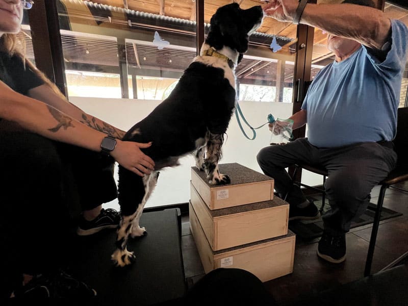 A black and white dog stands on stacked wooden boxes while a person offers a treat and another person supports the dog. The scene takes place indoors with large windows in the background.