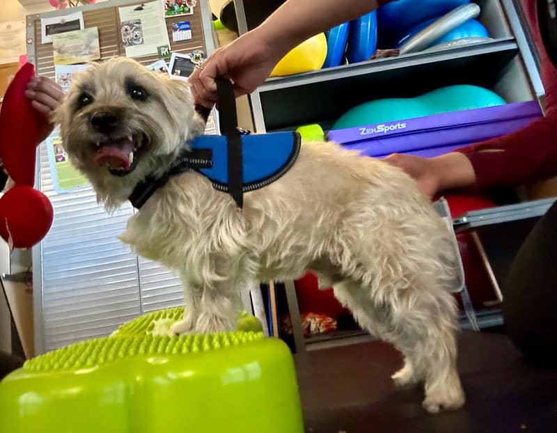 A small, fluffy dog wearing a blue harness stands on a green textured platform. The dog is supported by two people’s hands, and colorful exercise equipment is visible in the background.