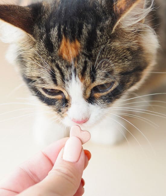 A fluffy cat with a mix of brown, black, and white fur sniffs a small heart-shaped treat held by a person with light-colored nails. With ears perked up and eyes half-closed, it enjoys the treat recommended by the vet for its nutritious benefits.