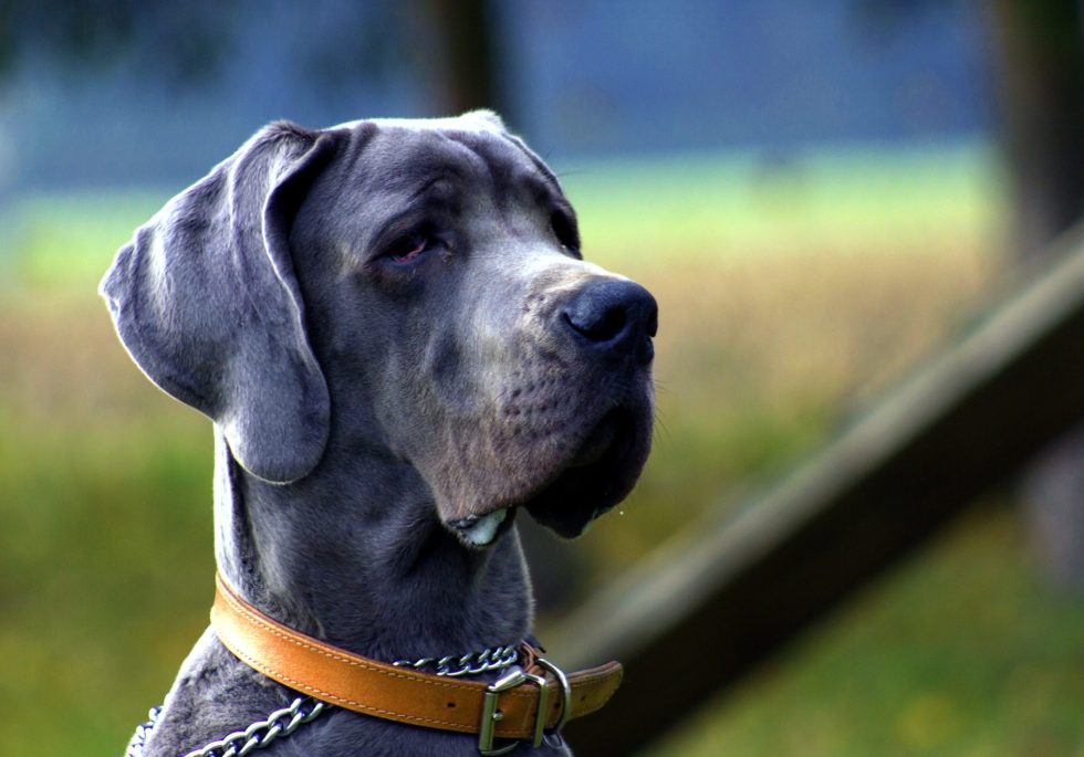 A Great Dane with a smooth gray coat sits outdoors, wearing a brown leather collar. The dog gazes into the distance against a blurred backdrop of greenery, creating a calm and serene atmosphere—a picture of health any veterinarian would admire.