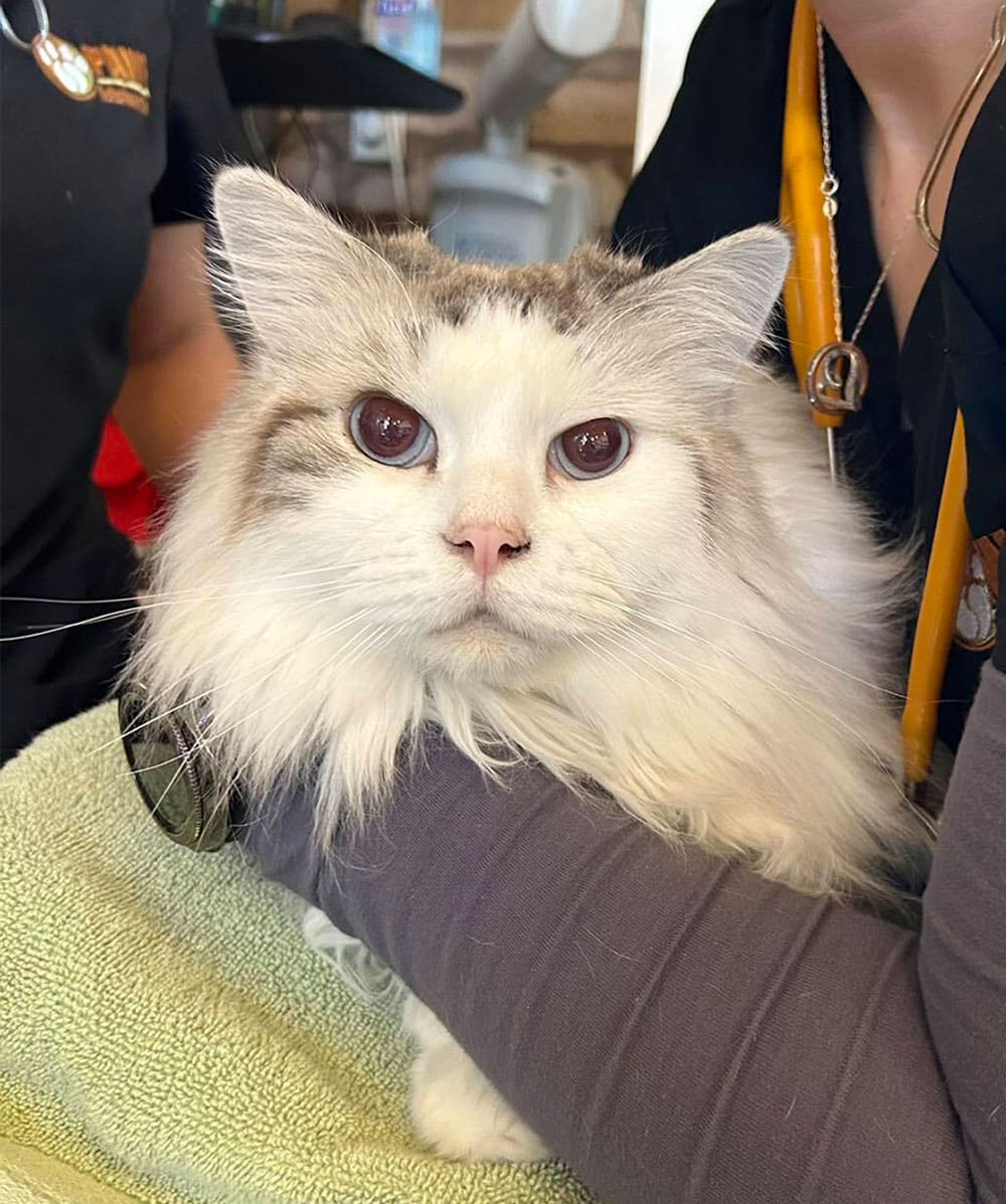 Fluffy white and gray cat with large eyes cradled by a veterinarian wearing a black shirt and a yellow stethoscope. The feline is resting on a light green towel, gazing directly at the camera.