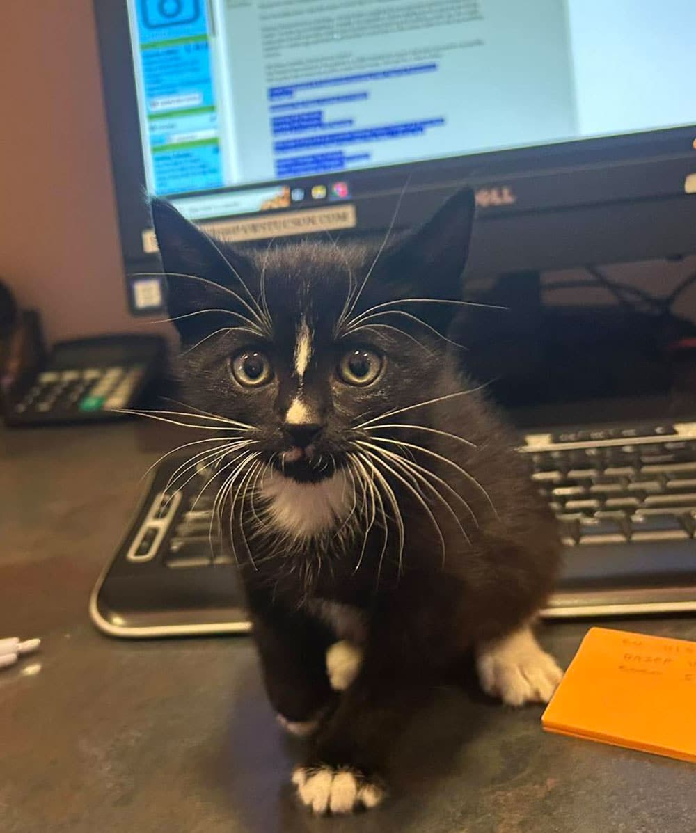 A black and white kitten with white paws and a small white patch on its chest sits in front of a computer monitor and keyboard, looking curiously at the camera with its mouth slightly open, as if ready to video chat with its favorite vet.