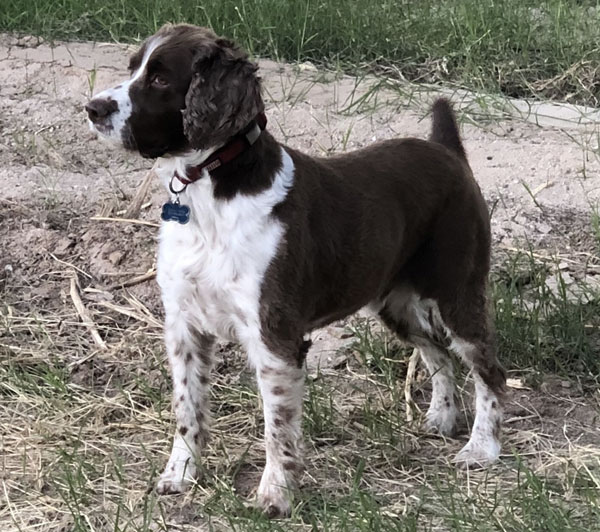 A brown and white dog with long ears and a red collar stands alertly on grass and dirt, looking to the left.