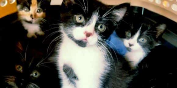 Four cute kittens with black and white fur sit closely together, peering curiously at the camera like they're ready for their first vet visit. The background is softly blurred, emphasizing their bright eyes and soft whiskers.