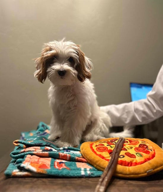 A fluffy white and brown puppy sits on a table covered with colorful blankets. Nearby, a pizza-shaped toy and chew stick lie within reach. A veterinarian's gentle touch reassures the pup, while a computer screen glows softly in the background.