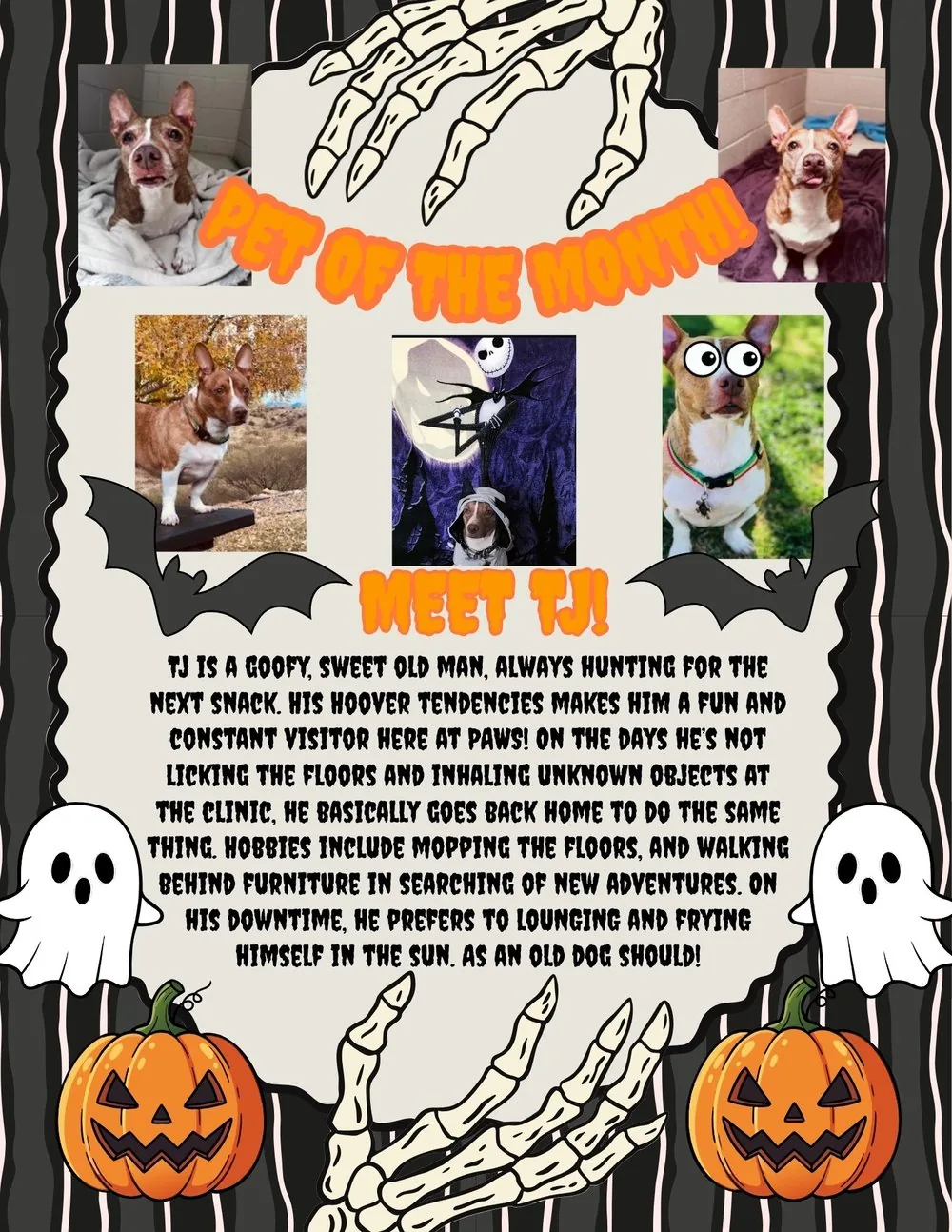 A Halloween-themed poster with photos of TJ, a brown and white senior dog. Text reads “Pet of the Month! Meet TJ!” and describes him as a goofy, sweet old man who loves snacks, exploring, and lounging in the sun.