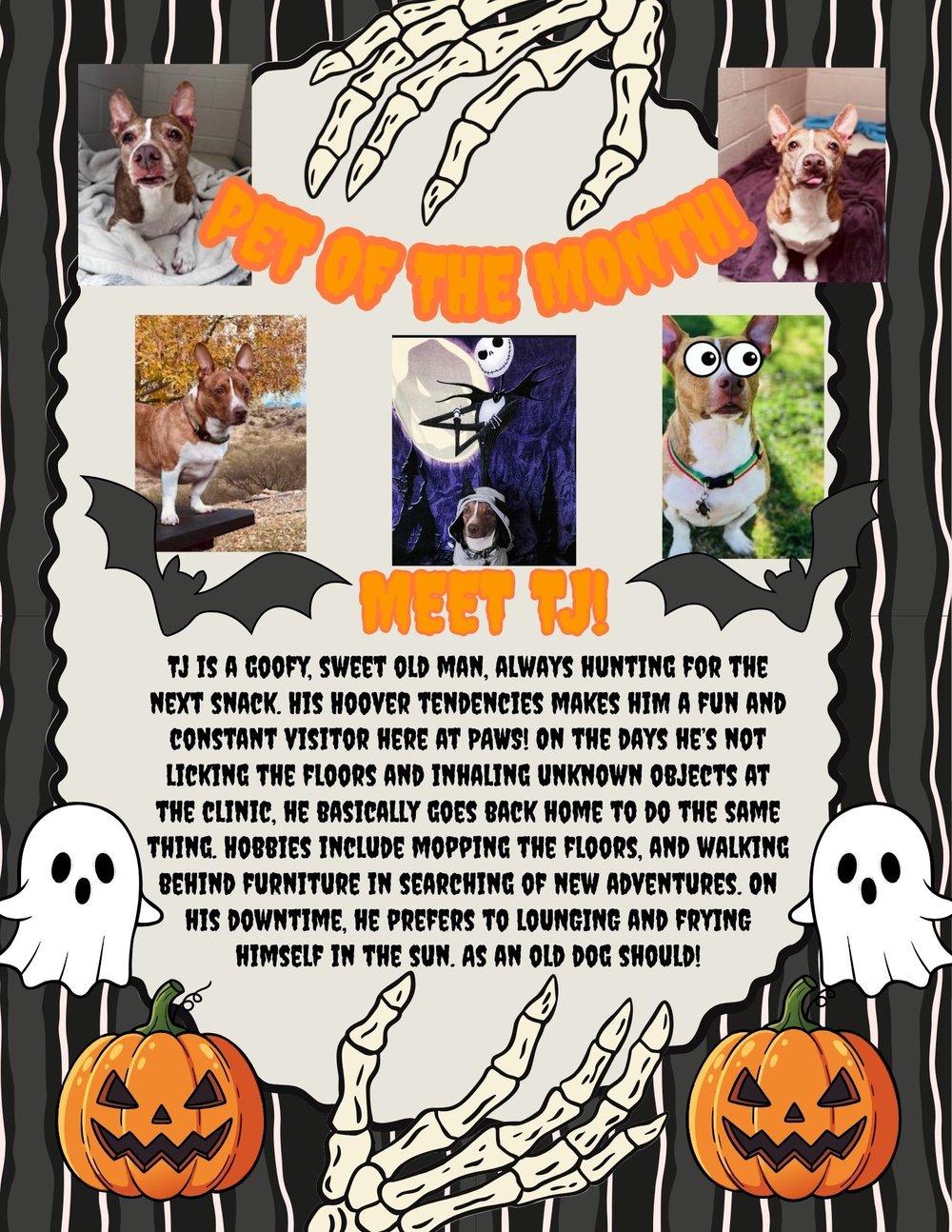 A Halloween-themed poster with photos of TJ, a brown and white senior dog. Text reads “Pet of the Month! Meet TJ!” and describes him as a goofy, sweet old man who loves snacks, exploring, and lounging in the sun.