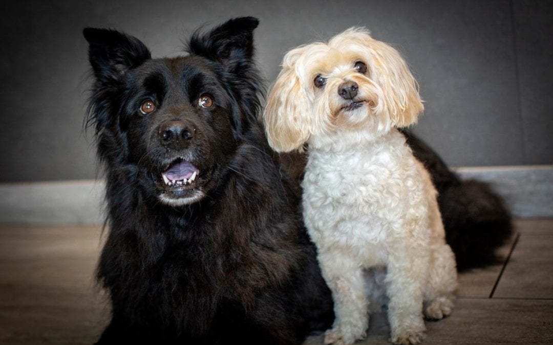A large black fluffy dog and a small white curly-haired dog sit side by side on a wooden floor against a dark background, looking towards the camera with expressions that would charm any veterinarian.