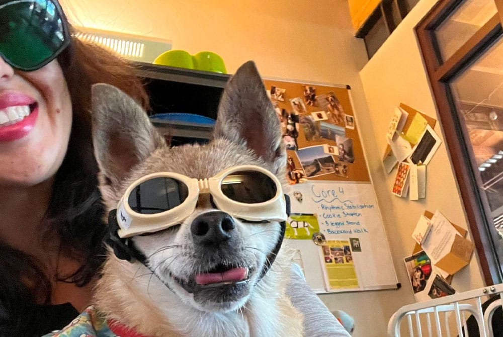 A dog wearing beige goggles poses with its tongue out beside a person in dark sunglasses, who appears to be a vet. Behind them is a wall with photos and notes pinned on a corkboard. The scene is indoors, well-lit, and cheerful.