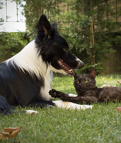 A black and white dog is playfully interacting with a dark, mottled cat on a grassy lawn. The dog’s tongue is out as if it just returned from the vet, and both animals appear relaxed in the garden setting with greenery in the background.