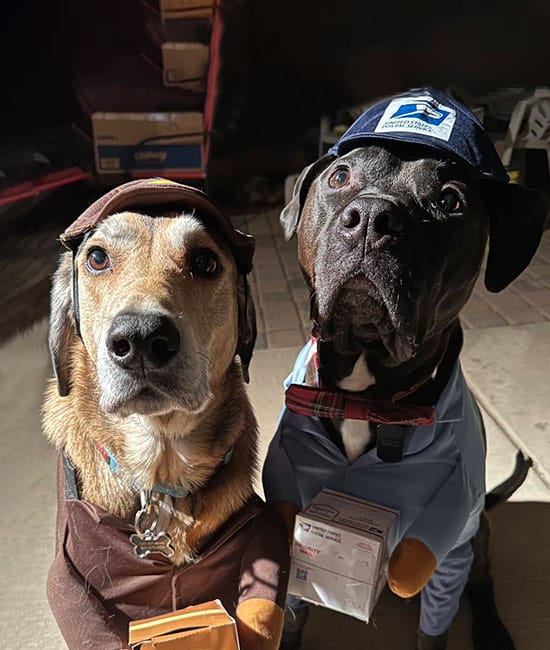 Two dogs, looking like playful veterinarians on a special delivery mission, sit side by side dressed as postal workers—one in brown and the other in blue. Each holds a small package, their eyes gleaming with mischief. Boxes are stacked up behind them.