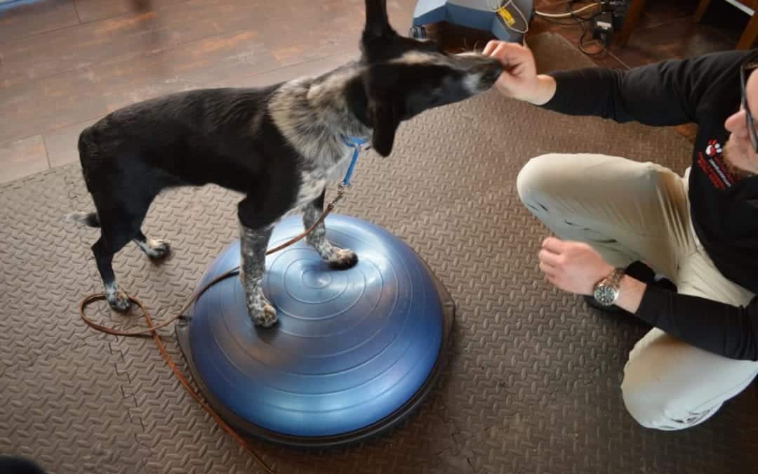 A black and white dog stands on a blue balance disk, receiving a treat from a vet kneeling beside it. The textured rubber mat covers the floor as the dog appears focused, and the veterinarian reaches out with one hand.