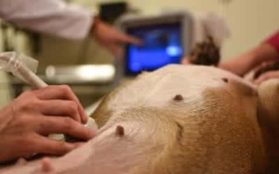 A close-up of a dog undergoing an ultrasound examination at the vet. A veterinarian's hand gently holds the ultrasound probe on the dog's belly, while a monitor in the background displays the detailed ultrasound image.