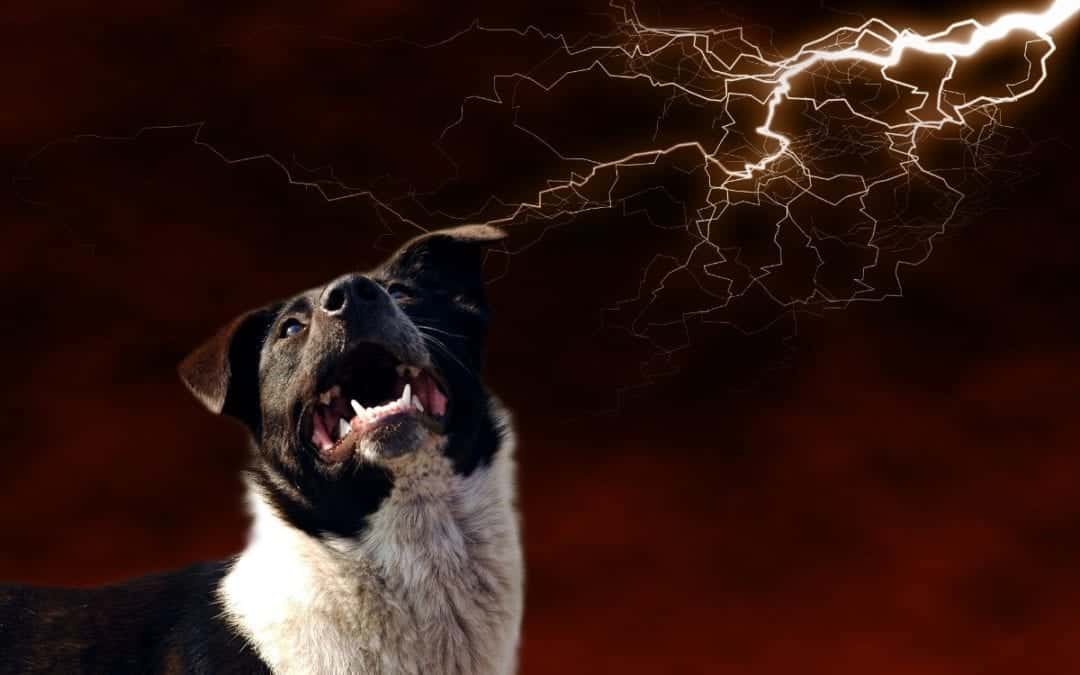 A black and white dog looks up, mouth open, against a dramatic dark sky with bright lightning streaking across. The dog's expression appears excited or startled, as if it just spotted its favorite vet coming through the storm.