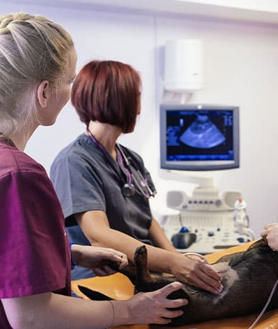 Two veterinary professionals perform an ultrasound on a small dog lying on a table. The vets are wearing scrubs, with one holding a device to the dog's abdomen while the other watches the ultrasound images displayed on the monitor.