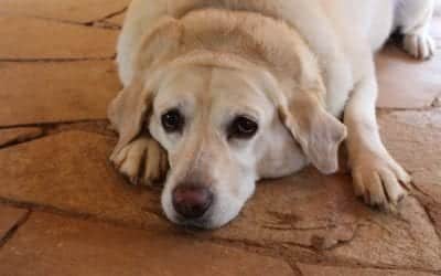 A light-colored Labrador Retriever lies on a stone floor at the veterinarian's office, looking up with a calm expression. Its front legs are stretched out and head rests gently on the paws. The texture of the floor adds warmth to the serene scene.