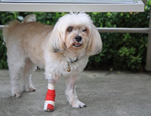 Common Injuries in Dogs and How Rehab Can Help