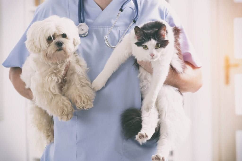A vet in blue scrubs holds a fluffy white dog in one arm and a black and white cat in the other. With a stethoscope around their neck, the veterinarian ensures both pets look calm and relaxed.