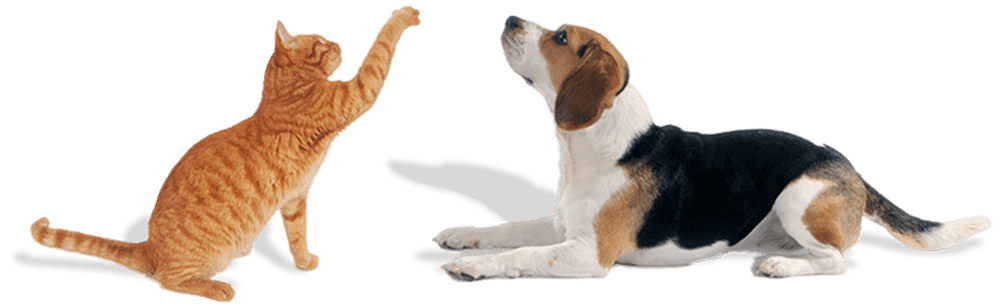 A ginger cat playfully reaches up with its paw towards a beagle lying down. The beagle, worthy of any veterinarian's attention, is attentively looking at the cat with its body stretched out on the ground.