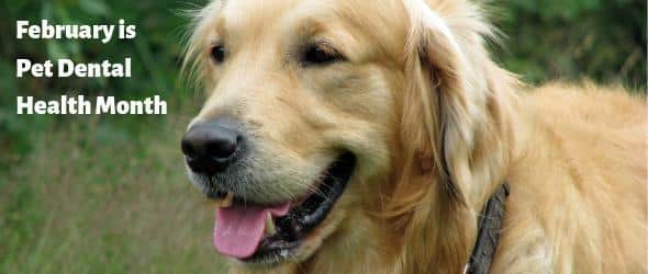A golden retriever with its mouth open, showcasing its teeth, enthusiastically promotes pet dental health this February. Set against a backdrop of blurred greenery, the reminder comes straight from your trusted veterinarian: "February is Pet Dental Health Month.