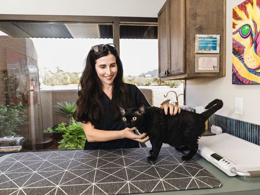 A veterinarian with long dark hair pets a black cat on a table in a room with a large window. The space is filled with colorful artwork and plants, adding vibrancy. A poster and cabinet are visible in the background, enhancing the cozy atmosphere.