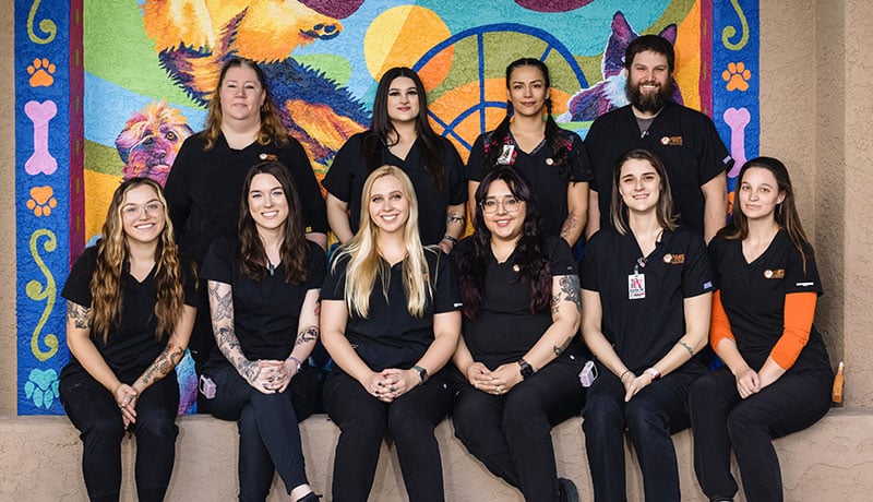 A group of ten veterinarians, clad in black uniforms, gather warmly in front of a vibrant wall mural featuring dogs and abstract patterns. They pose together, smiling confidently at the camera.