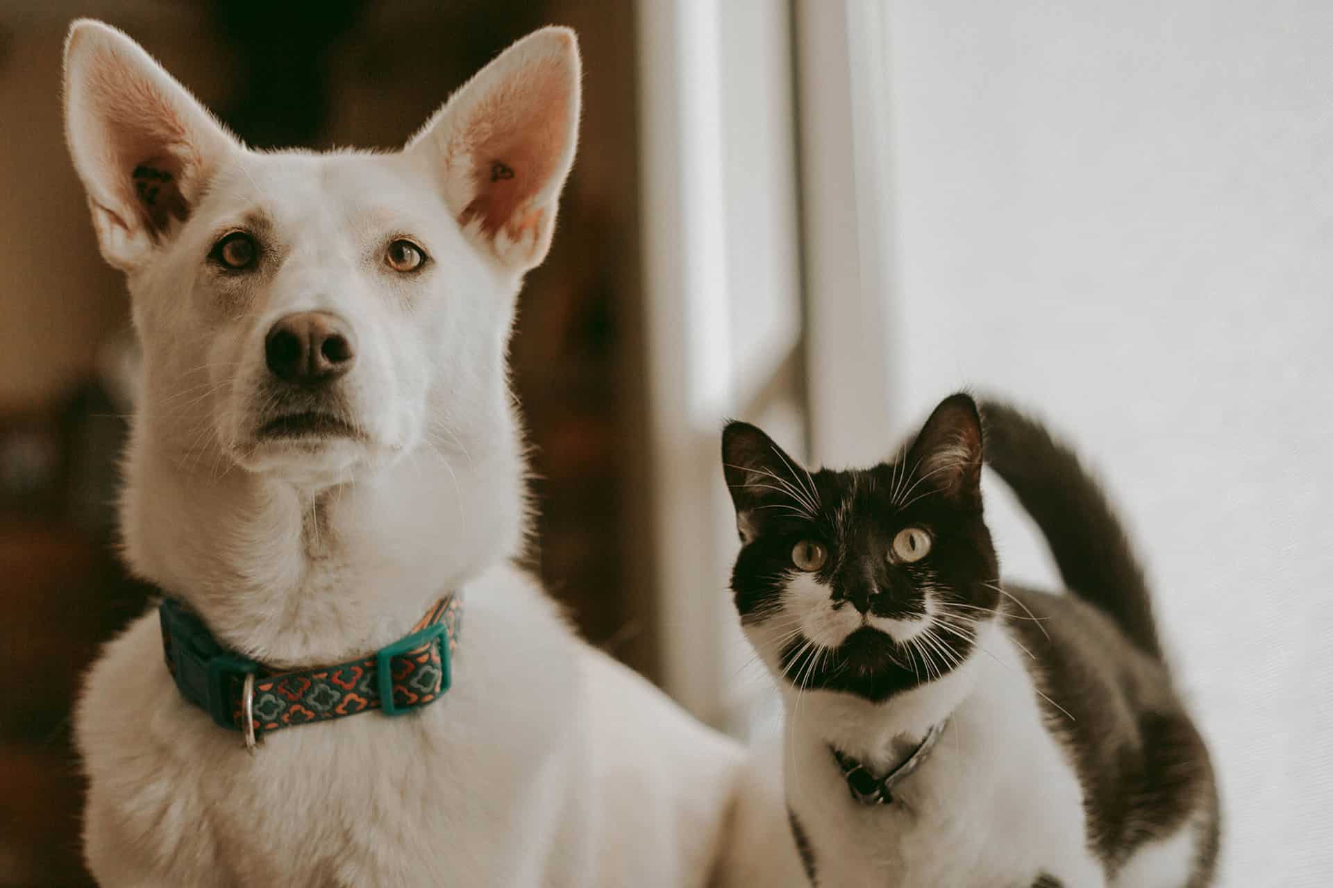 A white dog with pointy ears, wearing a patterned collar, sits next to a black and white cat. Both animals gaze directly at the camera, as if posing for their veterinarian's photo wall, with a bright window in the background.