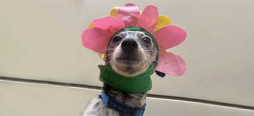 A small dog wearing a costume with pink and yellow flower petals around its head sits against a light-colored background. The dog, ready for its vet visit, sports a collar with the text "TOP PAW.