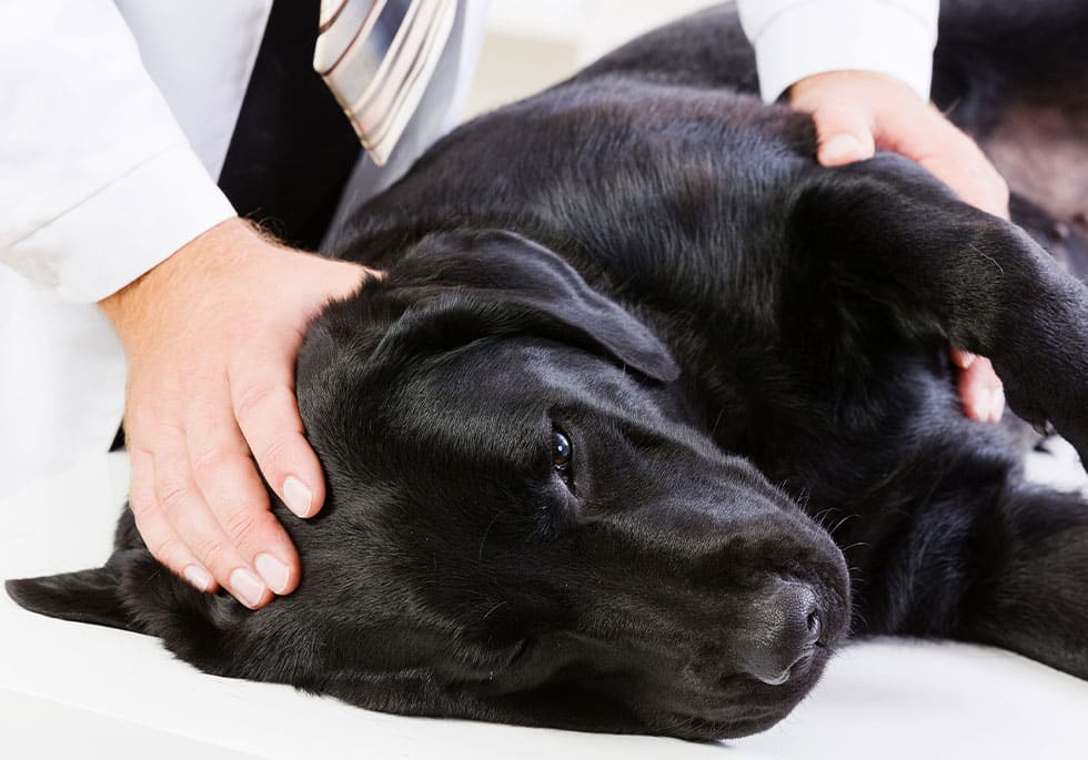 A vet gently examines a relaxed black Labrador retriever lying on a white examination table. The dog's eyes are half-closed, and the veterinarian's hands rest reassuringly on its head and side.